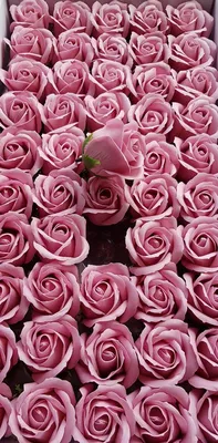 Фотообои Пудровые розы (ID#162285329), цена: 18 руб., купить на Deal.by