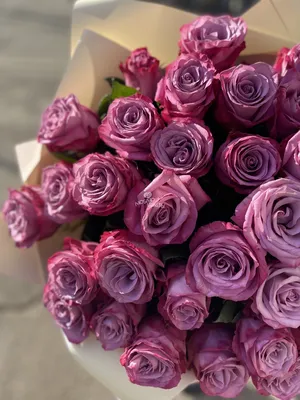 Цветок Роза пудрово-розовая
