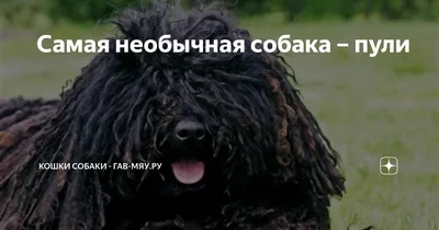 Щенок породы пули 2021_2 - Питомник Для счастья. Kupi-dog.ru