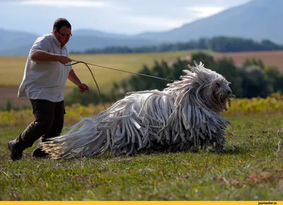 Щенок породы пули 2020_2 - Питомник Для счастья. Kupi-dog.ru