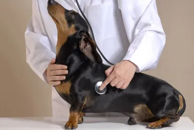 Операция удаление грыжи у собак - лечение грыжи у собак в Москве