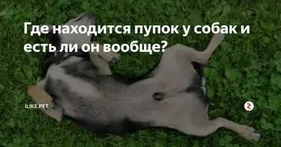 Хорошие собаки - 4: Фифа / Ольга Денисова