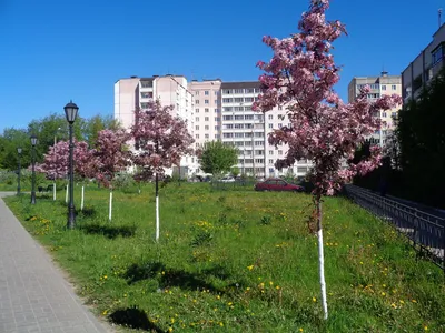 Яблоня пурпурная формы Альденхаменза (Malus x purpurea) — путеводитель по  отдыху в Крыму