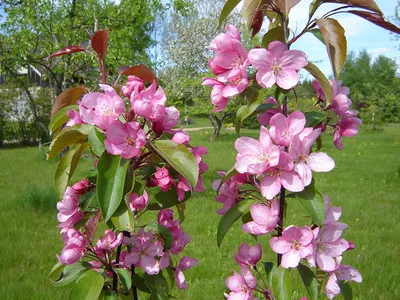 Яблоня пурпурная Ола: купить в Москве саженцы Malus purpurea Ola в  питомнике «Медра»