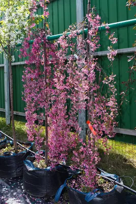 Яблоня пурпурная Роялти (Malus x purpurea Royalty)