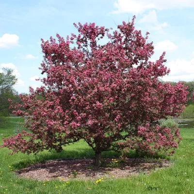 Purple Spire (Jefspire) Crabapple - Un arbre pour mon quartier