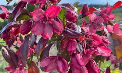 File:Purple prince crabapple tree.JPG - Wikipedia