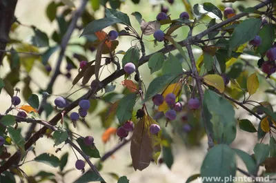 Яблоня цветочная Пурпурная (Malus floribunda \"Purpurea Pendula\") | PLANTE.md