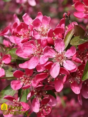 Malus Perfect Purple Crabapple Crabapple, Perfect Purple from Kankakee  Nursery