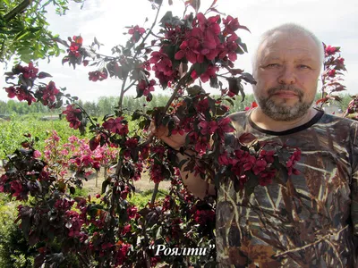 Яблоня Роял Бьюти (Malus Royal Beauty)