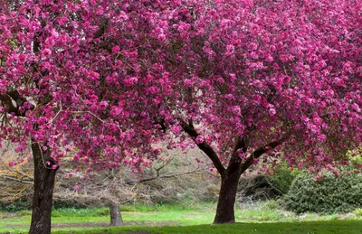 Яблоня декоративная Роял Бьюти Malus \"Royal Beaty\" купить в Москве саженцы  из питомника Greenpoint24