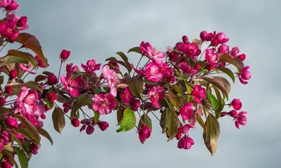 Malus 'Purple Wave' Crabapple - Heritage Fruit Trees