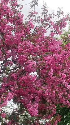 Malus x 'Purple Prince' Crabapple from Home Nursery