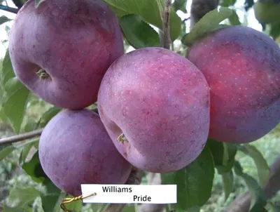 Яблоня декоративная Мокум Malus hybride \"Mokum\" купить в Москве саженцы из  питомника Greenpoint24