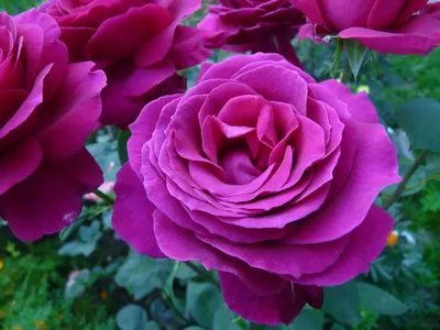 Мои розы. Большая пурпурная | Plants, Flowers, Rose