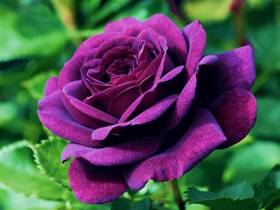 Роза флорибунда Purple Faith \"Пурпл Фиант\" :C5/7.5 | Сибирские газоны -  Сибирские газоны