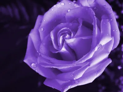 Пурпурная роза в колбе MINI “Purple” - купить в Киеве | Roselive