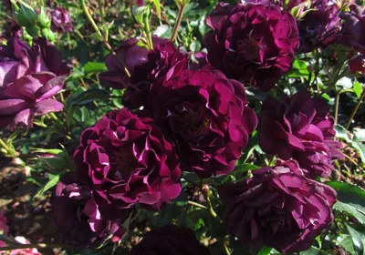 Пурпурная роза - 67 фото