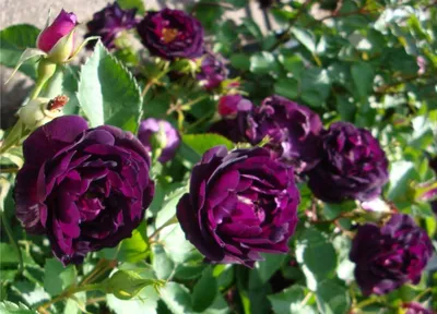 Роза Эбб Тайд, пурпурная (Ebb Tide, Purple Eden) ᐉ купить с доставкой  почтой по Украине в питомнике Биосад
