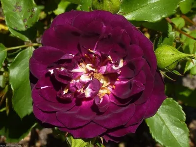 Пурпурная роза в снегу» — создано в Шедевруме