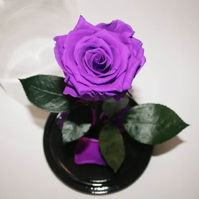 Пурпурная роза с ароматом гвоздики и пряностей | Валентина Мусагитова | Дзен