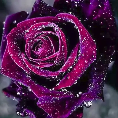 Пурпурная роза в колбе PREMIUM “Purple” - купить в Киеве | Roselive