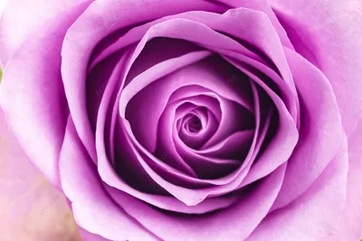 Алмазная мозаика. Набор \"Пурпурная роза 2\" 40*40 см, полная выкладка, 28  цветов (ID#1658436919), цена: 623 ₴, купить на Prom.ua
