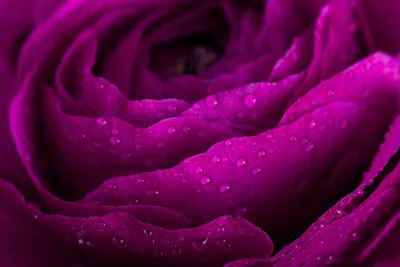 Пурпурная роза. Артикул 10019649.