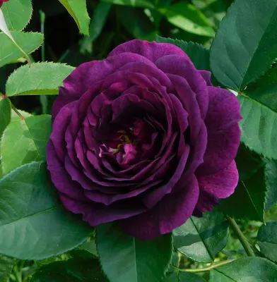 Роза фиолетовый цветок фото украшение фон И картинка для бесплатной  загрузки - Pngtree