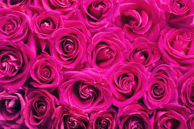 Букет Пурпурная охапка роз, купить с доставкой в Екатеринбурге |  CvetkovVille