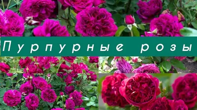 Розовый Цветы Розы Задний - Бесплатное фото на Pixabay - Pixabay