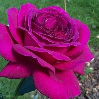 Серебряные серьги Пурпурная роза