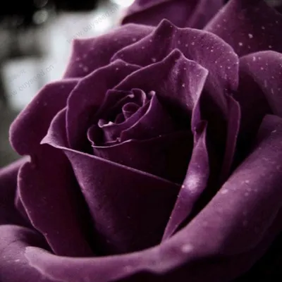 Есть Редкие Виды Редких XIV Выросли, пурпурная Роза Семена, ограниченные  Продажи Розы Семена 100 частиц/мешок | Purple roses, Beautiful roses,  Purple flowers