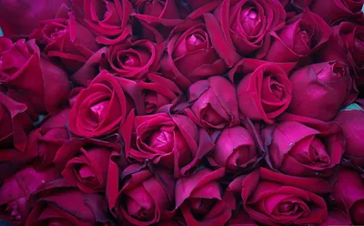 Эхинацея пурпурная 'Primadonna rose'