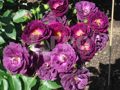 Картинки Текстура роза Бордовый Цветы | Фиолетовые растения, Розы, Пурпурная  роза