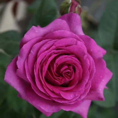Эхинацея пурпурная «Primadonna Deep Rose»: купить недорого с доставкой —  Крокус-ВЛ