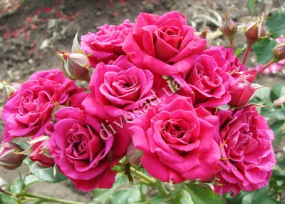 Роза чайно гибридная Большой пурпур, саженцы. Интернет магазин ross-agro.ru