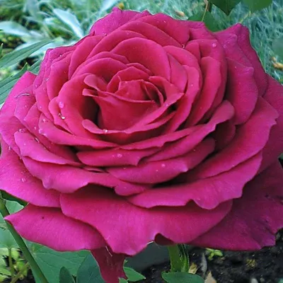 Роза Chartreuse De Parme - Delbard (Франция) - купить online | Магазин «Мой  Сад»