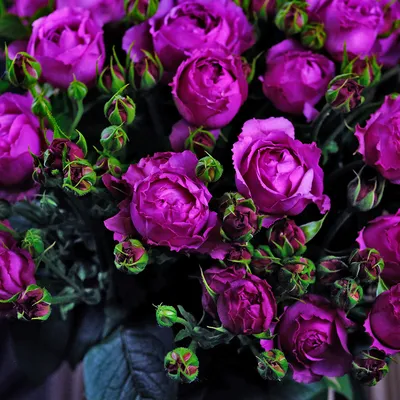 Роза Биг Пёрпл (Однолетний, ЗКС) - купить Розы чайно-гибридные в Киеве и  Украине, выгодная цена Роза Биг Пёрпл в интернет-магазине Agrostore ТМ  (Агростор)