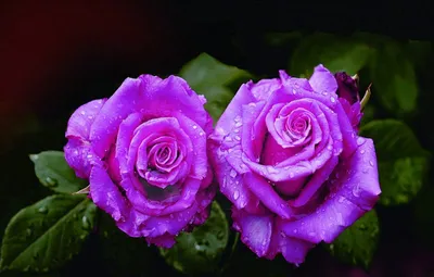 Пурпурная роза (63 фото) | Розы, Пурпурная роза, Фиолетовые розы