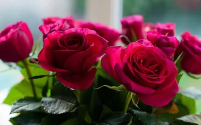 Купить пурпурные кустовые пионовидные розы Рич Баблс - Пермь! Заказать  доставку букета на дом