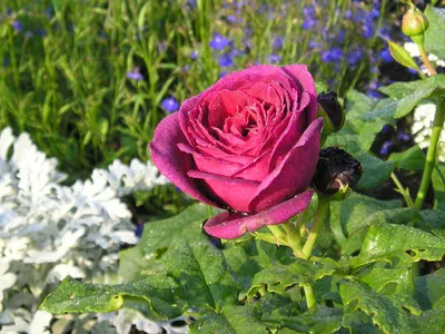 фиолетовая роза - онлайн-пазл