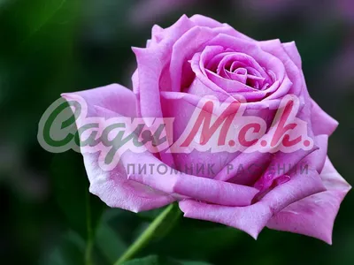 О пурпурных розах: описание и характеристики сортов, уход и выращивание