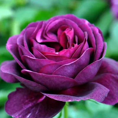 Пурпурная роза Каира / The Purple Rose of Cairo (1985) | AllOfCinema.com  Лучшие фильмы в рецензиях
