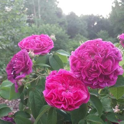 Купить саженцы роз в СПб на посадку недорого. Купить кустовые розы для  посадки в питомнике. Магазин саженцев роз с доставкой, рассада роз  самовывозом