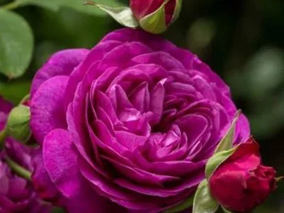 Пурпурная роза фото фотографии