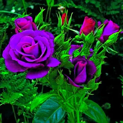 роза, розы, флорибунда, роза флорибунда, сумеречная зона - Экзотик Флора