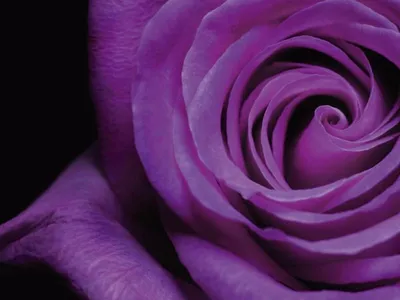 Красивый Крупный План Пурпурная Роза. С Отсечения Путь Фотография,  картинки, изображения и сток-фотография без роялти. Image 57905914