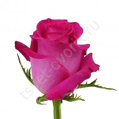 101 роза Классический микс | купить недорого | доставка по Москве и области