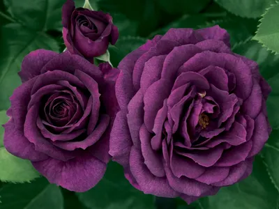 Роза 'Индиголета' (плетистая) (фиолетовая светлая) купить по цене 900,00  руб. руб. в Москве в садовом центре Южный